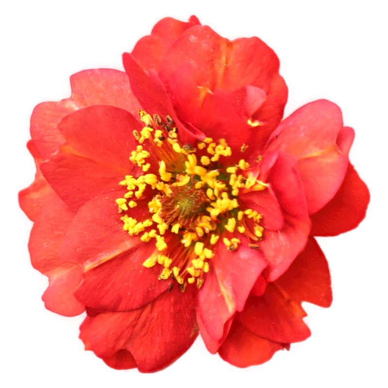 rote Blume Rose