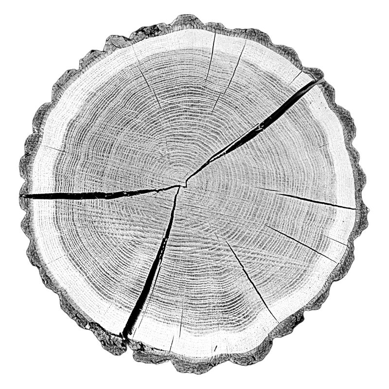 Tree slice grey