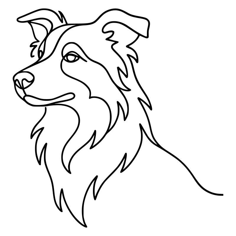 Border Collie Hund