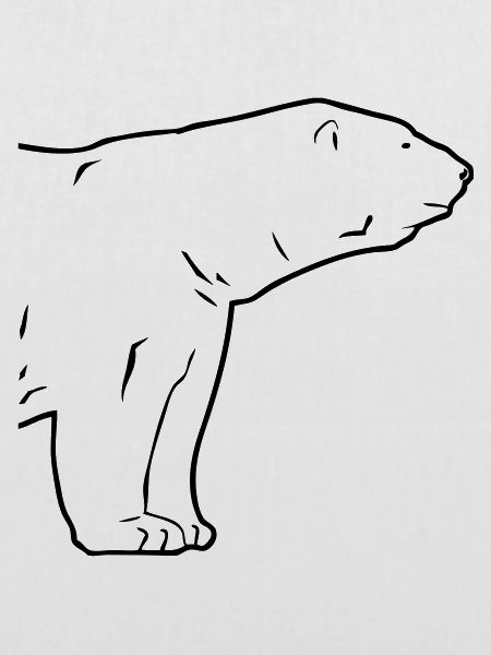 Polar Bear - Eisbär
