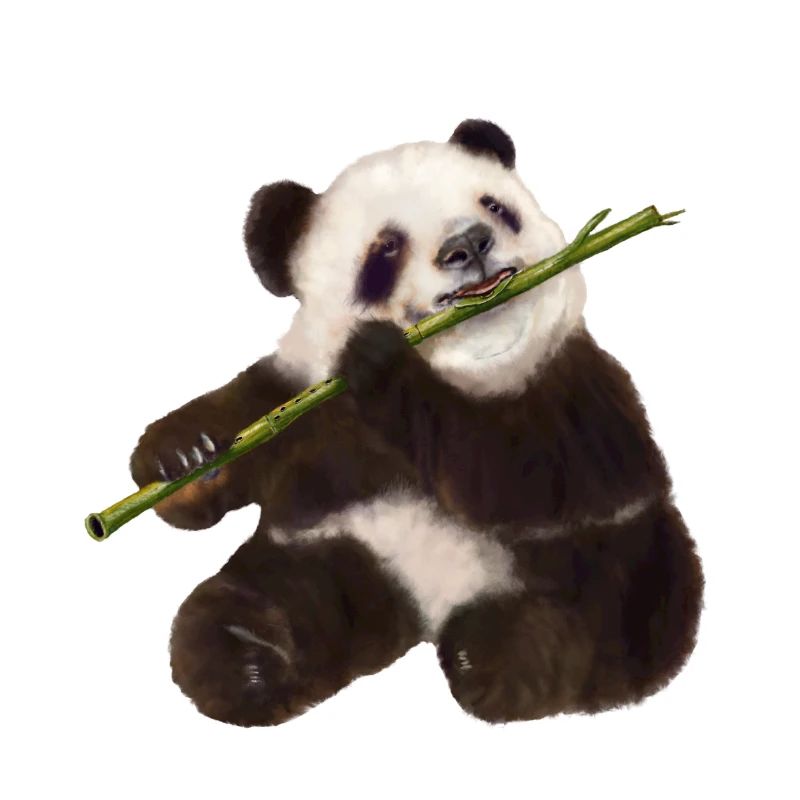 Paddy Panda
