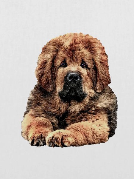 Tibetischer Mastiff