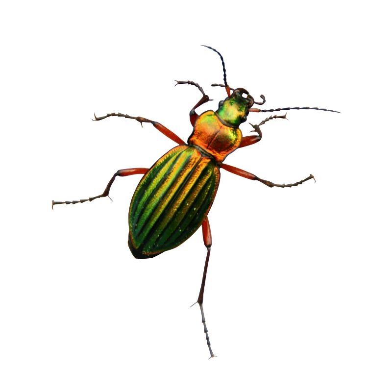 Schillerkäfer
