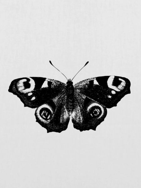 Schmetterling Schmetterling