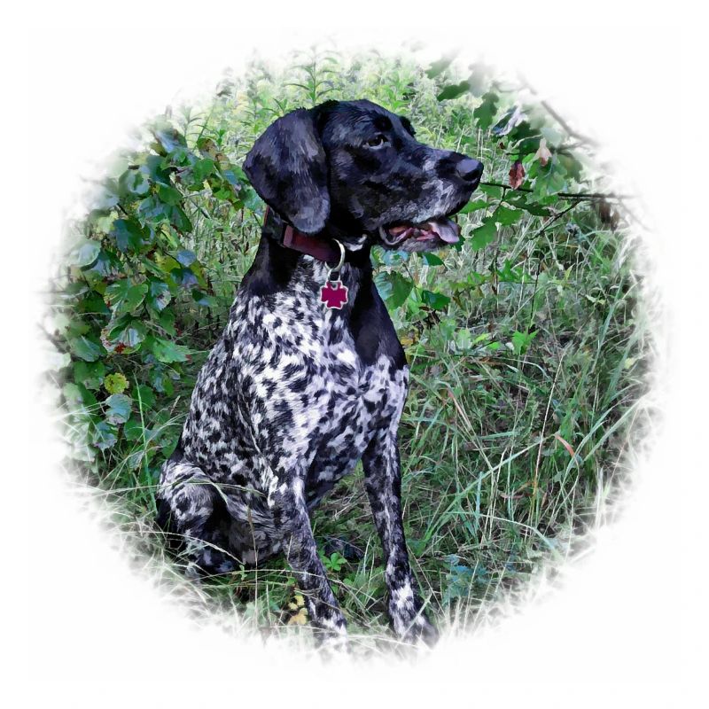 Pointer Hound Dog allemand