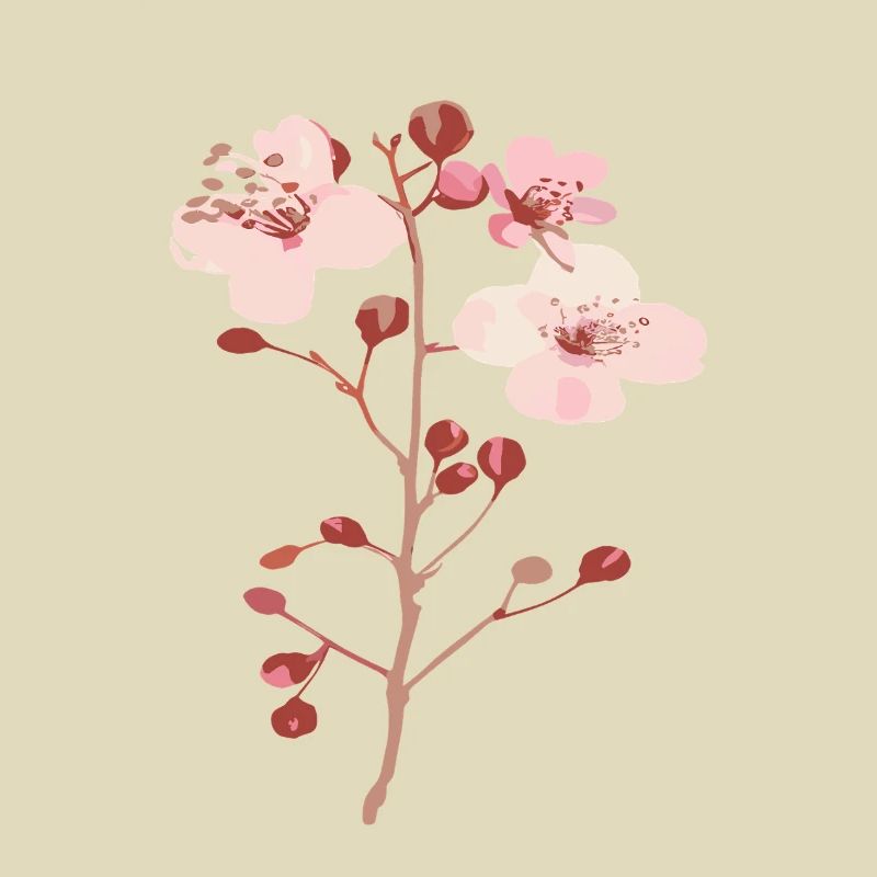 Blüten vom Kirschbaum sakura