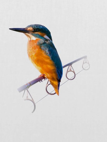 Eisvogel auf einer Angelrute