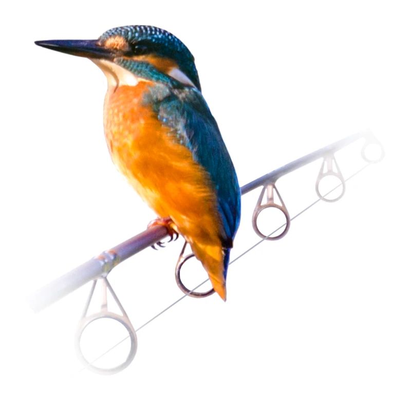Eisvogel auf einer Angelrute