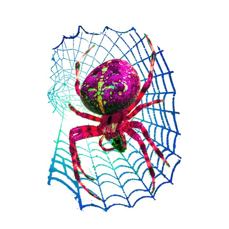 LSD Spider Spinne