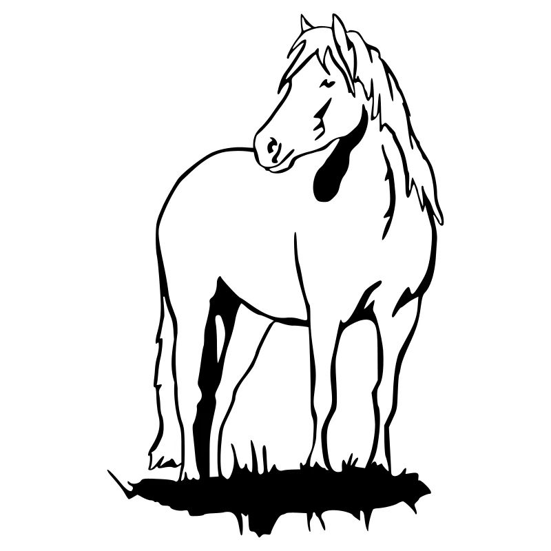 Haflinger Pony
