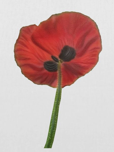 Mohn, Mohn