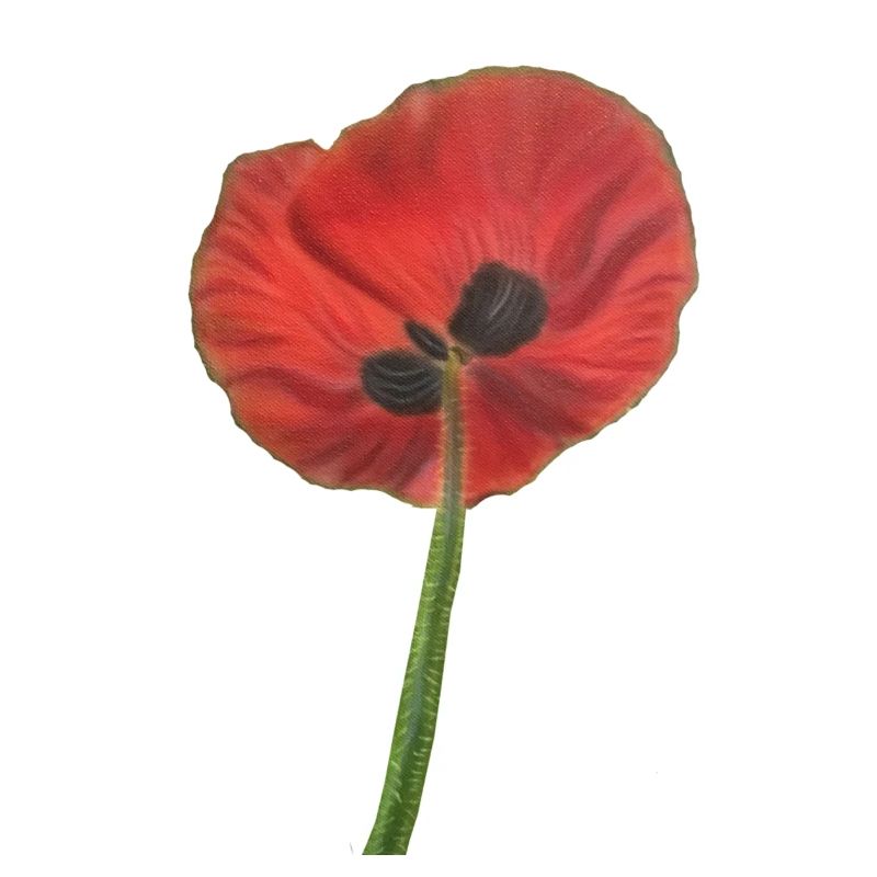 Mohn, Mohn