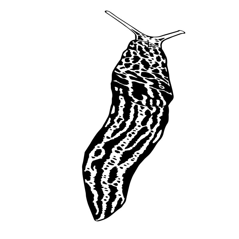 Great grey slug