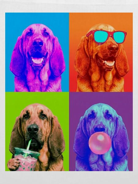 Hunde Bluthund Hund