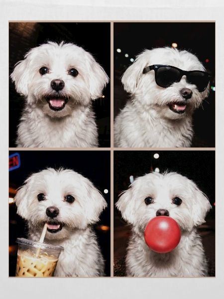 Hunde Malteser Hund