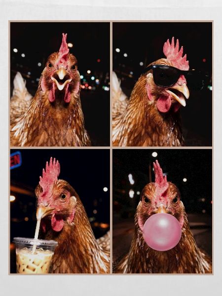 Hühner Huhn