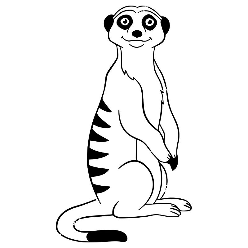 Erdmännchen