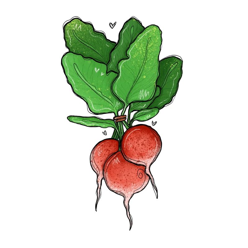 Radieschen Illustration