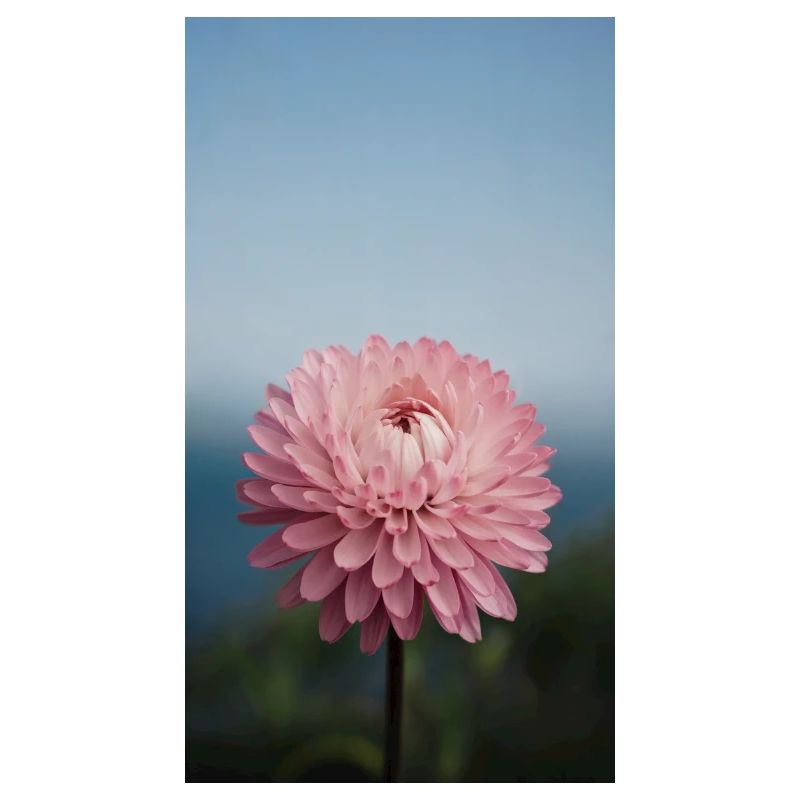 Wunderschöne Blume