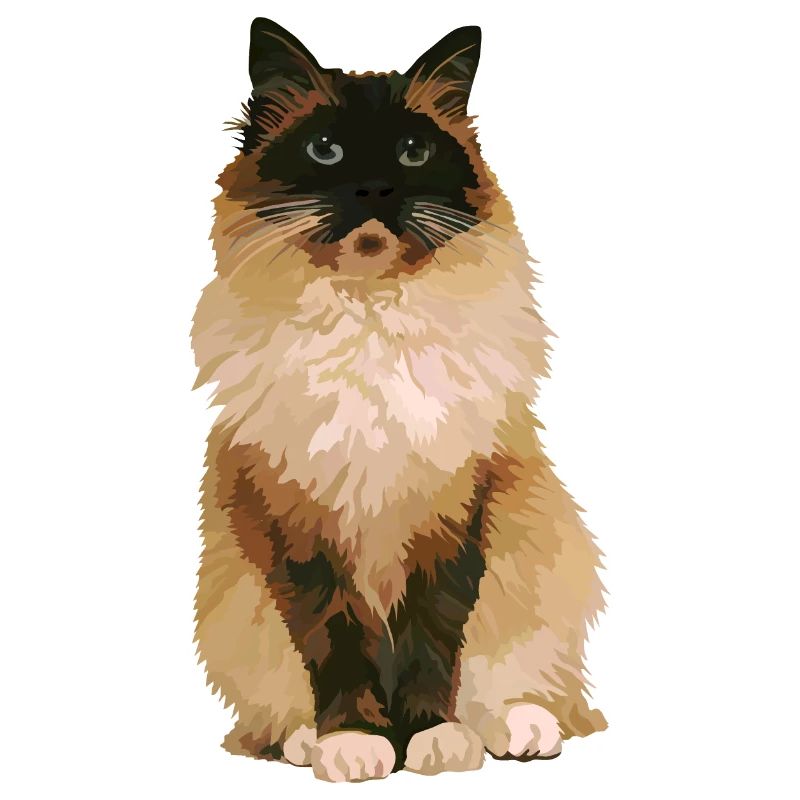 Ragdoll-Katze 1