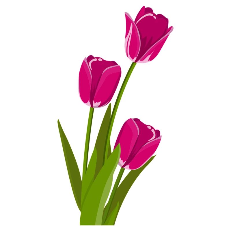 Tulpe Geschenk Geschenkidee