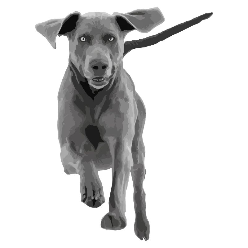 Hund Weimaraner springend