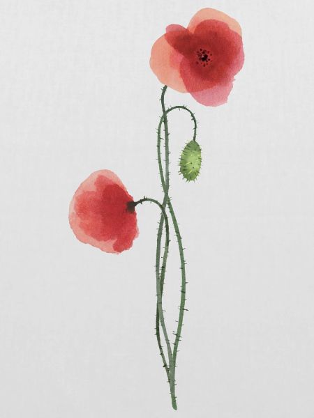 Blume: roter Mohn
