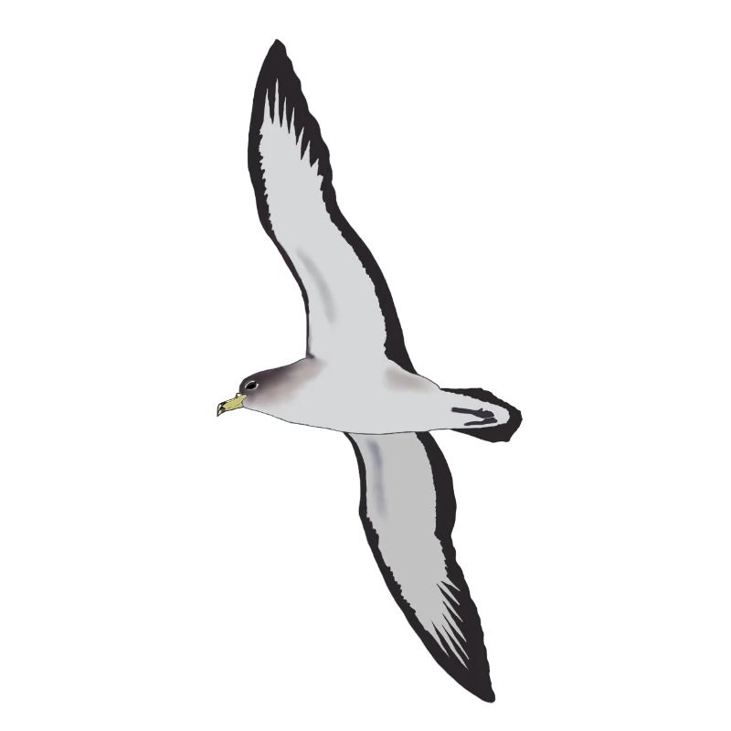 Cory's Shearwater