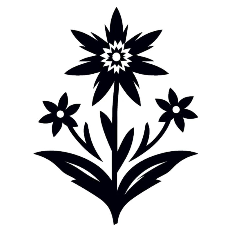 Edelweiß / Blume