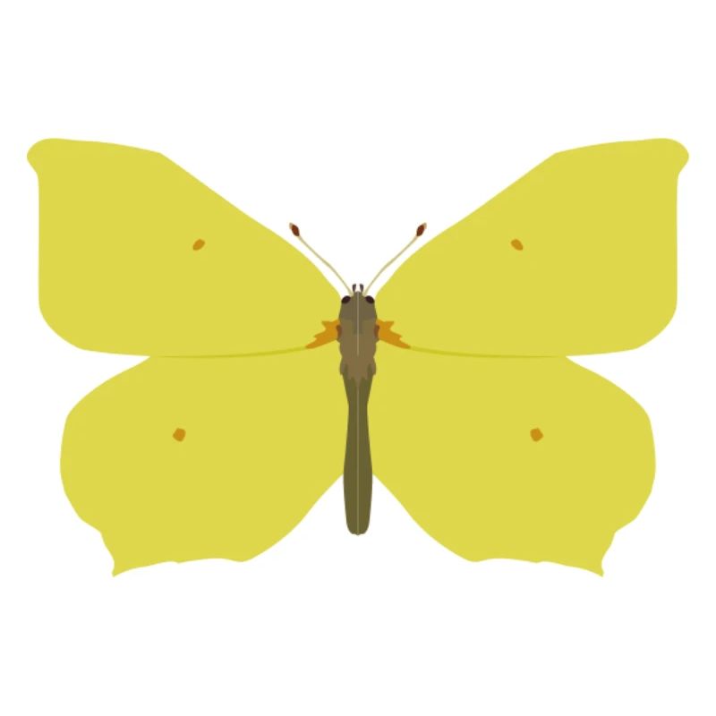 Papillons : Le papillon citron