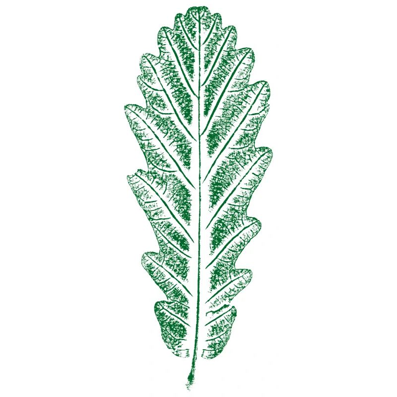 Eiche - Blatt / Eichenblatt - DRUCK