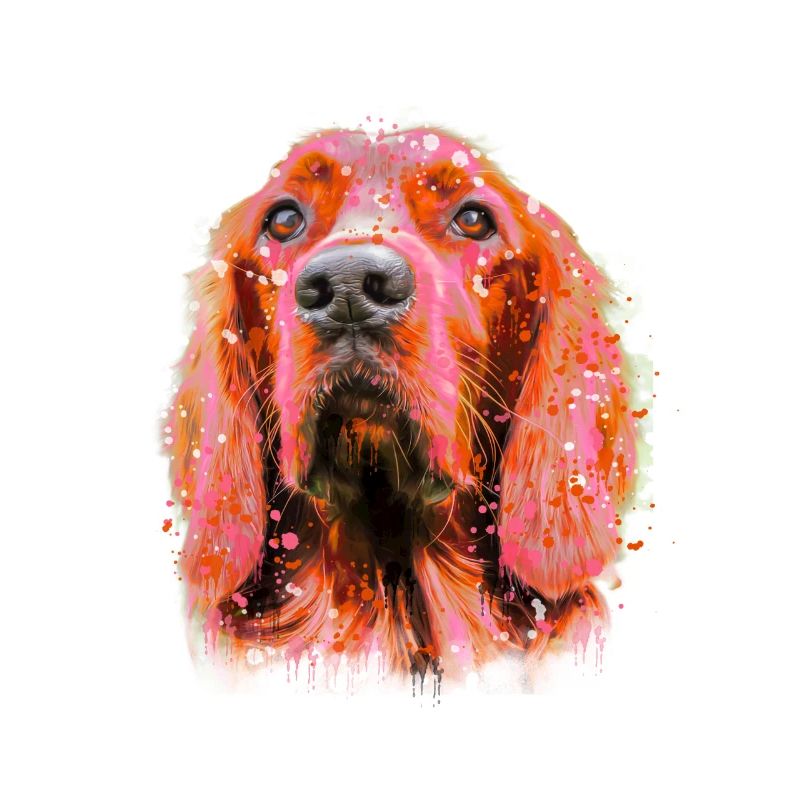 irish setter