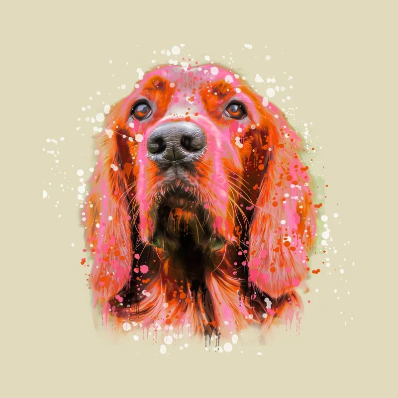 irish setter