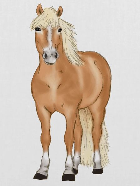 blonder Haflinger
