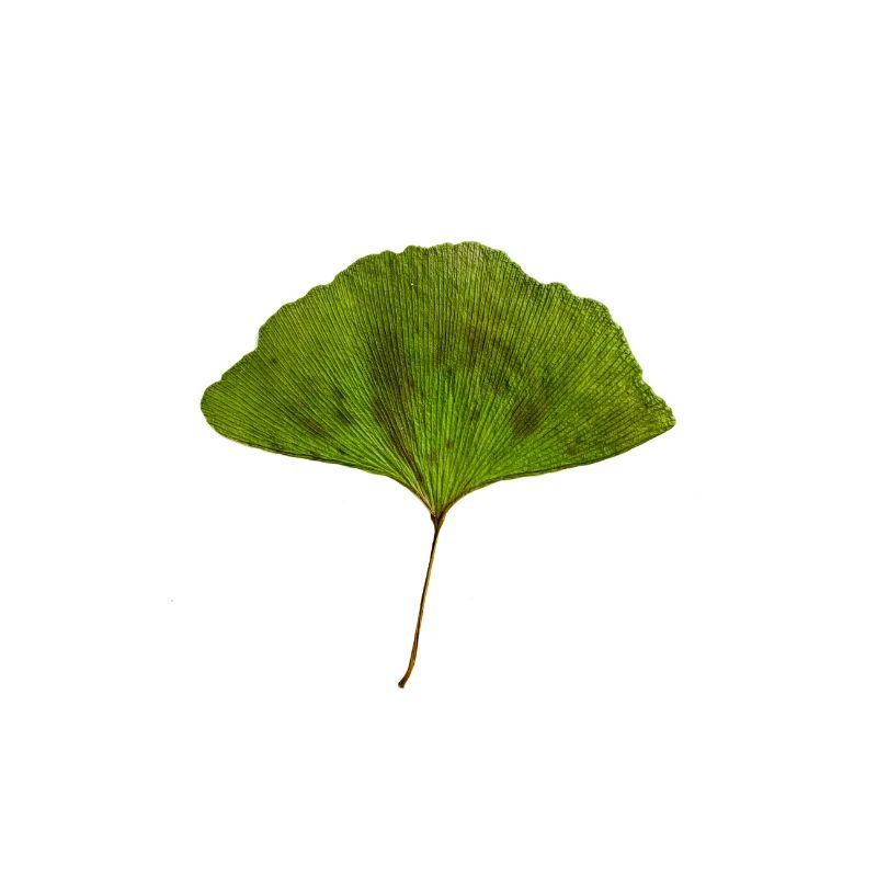 Ginko farbe