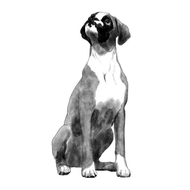 Sitting Boxer Dog