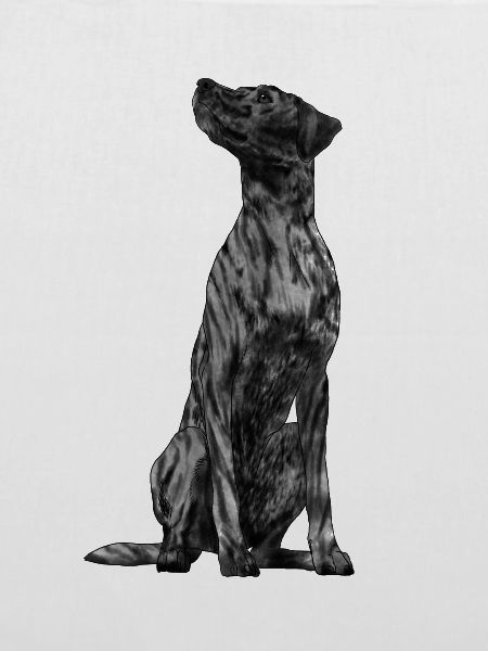 Sitzender Plott Hound Hund