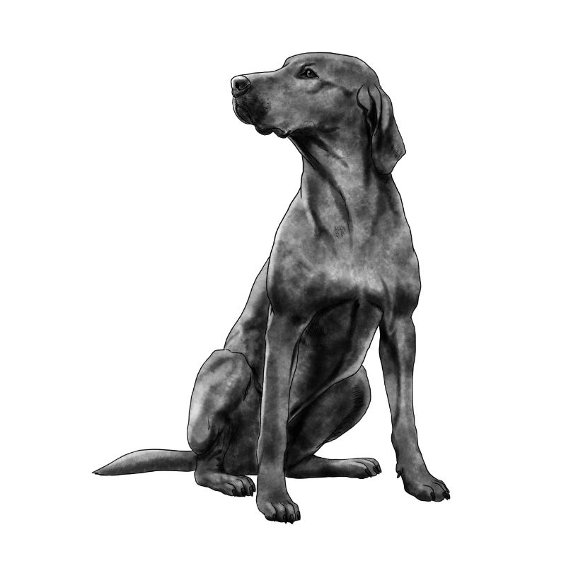 Sitzender Rhodesian Ridgeback Hund
