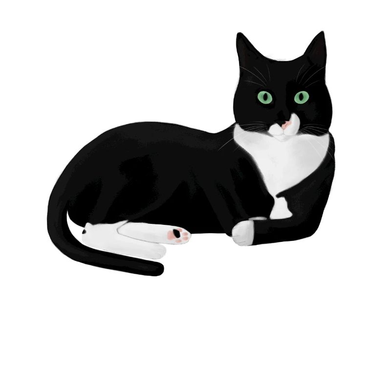 Gatto bianco e nero