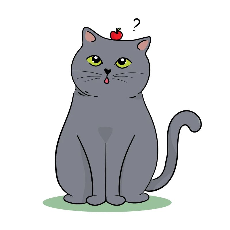Britisch Kurzhaar Katze