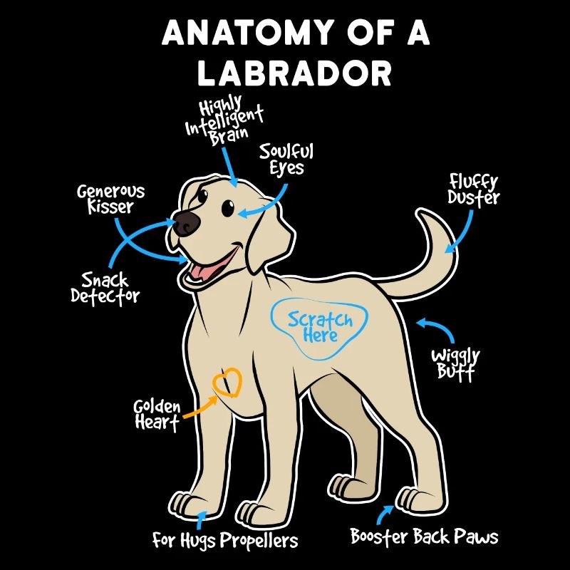 Hund Labrador
