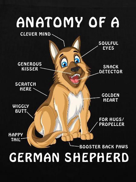 Anatomie des Deutschen Schäferhundes