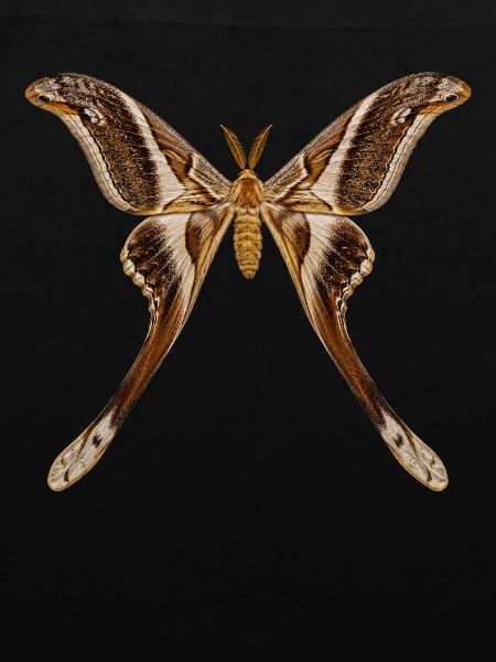 Hercules, Motte Coscinocera hercules