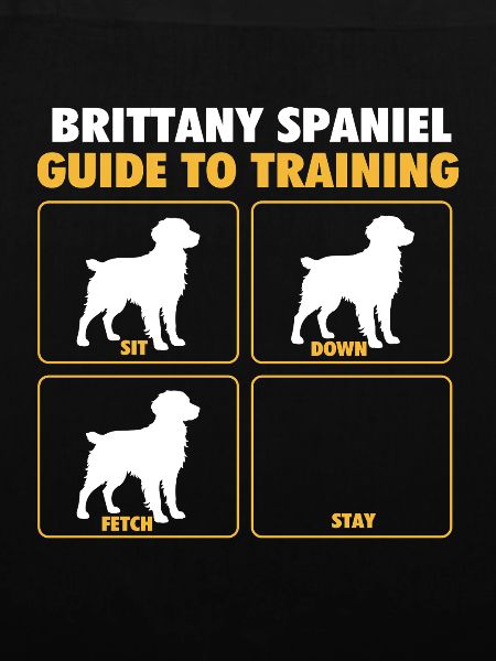 Brittany Spaniel Guide To Training – Hundepapa