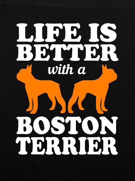 Boston Terrier