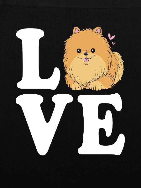 Pomeranian Zwergspitz Hund