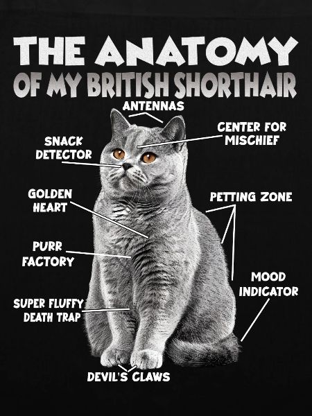 Witziges Britisch Kurzhaar T | Britisch Kurzhaar