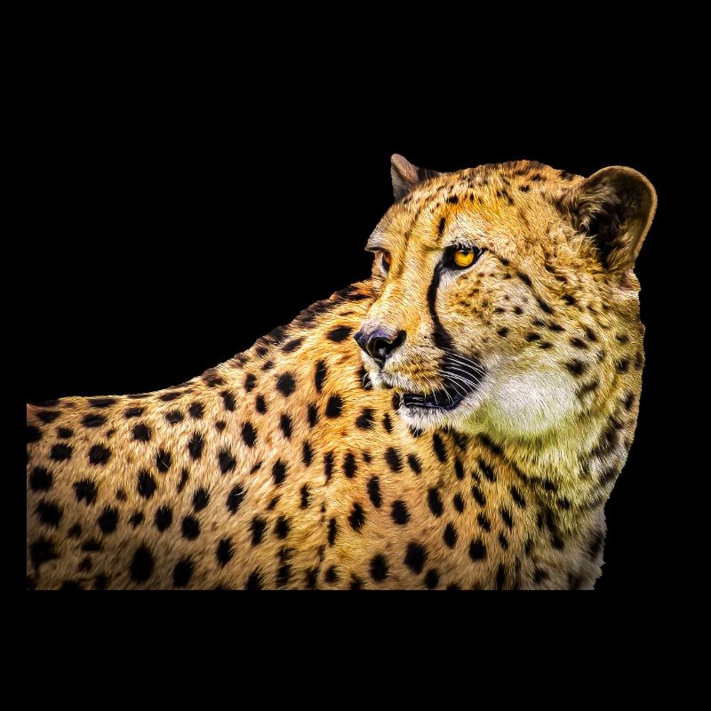 guépard