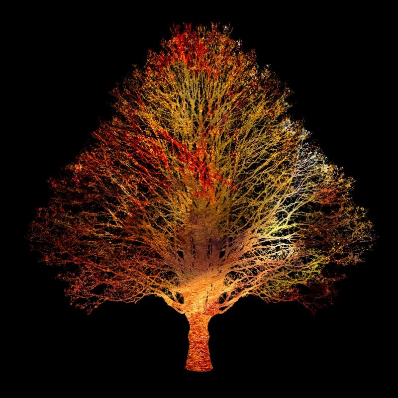 Baum
