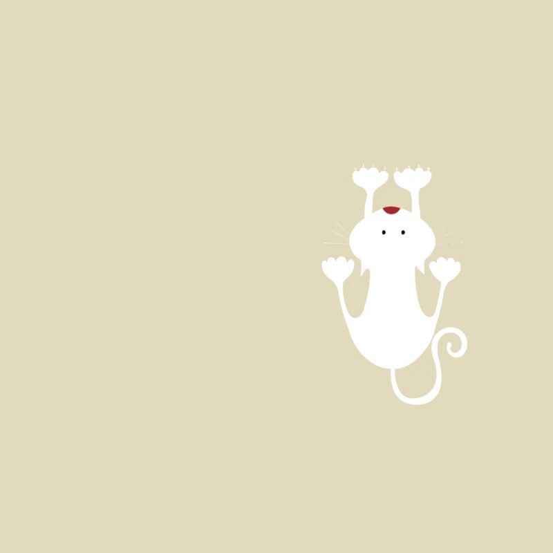 Chat blanc, chat mignon / chaton